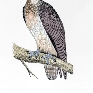 Osprey bird 19 century illustration Osprey bird 19 century illustration
