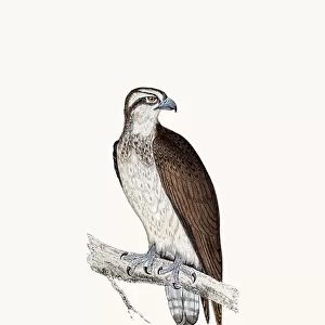 Osprey bird of prey