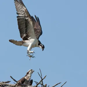 Osprey comes to nest