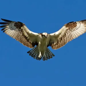 Osprey in Flight