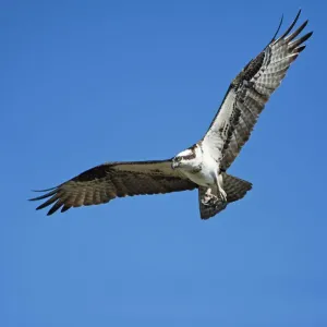 Nature And Wildlife Prints: Johann Schumacher Photography