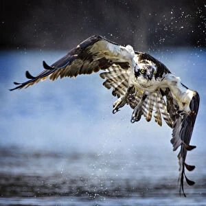 Osprey Flying Toward the Camera in Close Up View at Belmont Lake State Park
