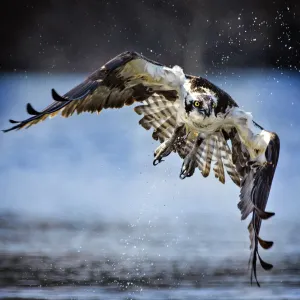 Osprey Print: Close-Up Belmont Lake State Park Flight Osprey Print: Close-Up Belmont Lake State Park Flight