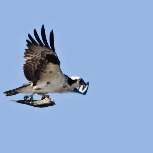 Osprey with Fish Print Osprey with Fish Print