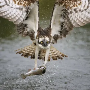 Osprey in Flight with Rainbow Trout Print Osprey in Flight with Rainbow Trout Print