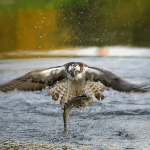 Osprey in Flight with Rainbow Trout Print Osprey in Flight with Rainbow Trout Print