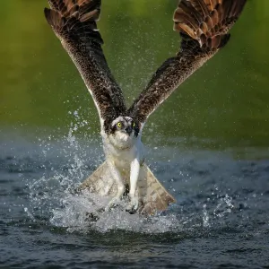 Osprey (Pandion haliaetus) taking flight after an unsuccessful hunt, Pothiolampi, Kangasala, Westfinnland, Finland