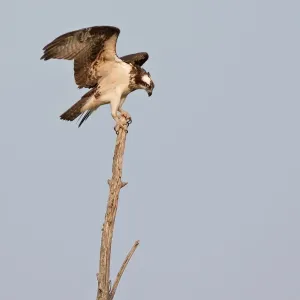 Osprey on treetop Osprey on treetop
