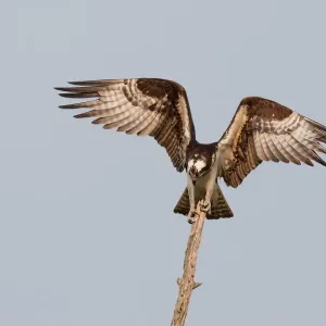 Osprey on treetop Osprey on treetop