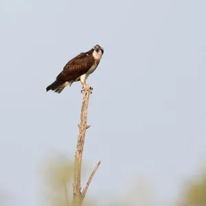 Osprey on treetop Osprey on treetop