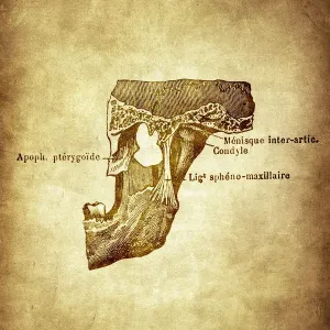 Ossification of the tibia and fibula (leg bone) Ossification of the tibia and fibula (leg bone)