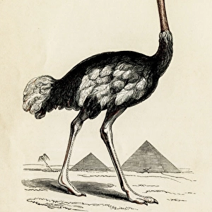 Ostrich bird engraving 1851