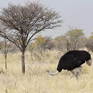 Ostrich or Common Ostrich -Struthio camelus-, male, foraging for food, Etosha National Park, Namibia