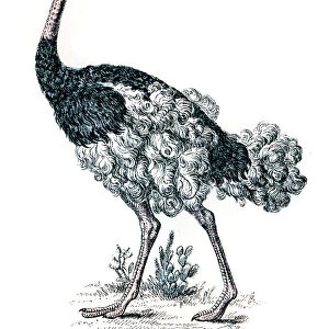 Ostrich engraving 1872