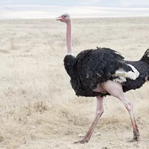 Ostrich in in Ngorogoro Crater