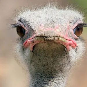 Ostrich Staredown