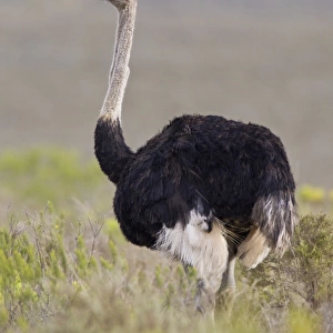 Ostrich -Struthio camelus-, Bontebok National Park, South Africa