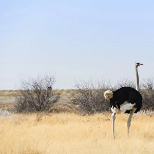 Ostrich -Struthio camelus-, Etosha National Park, Namibia