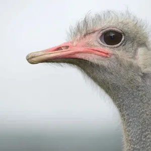 Ostrich Portrait Print