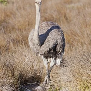 Ostrich -Struthio camelus-, Table Mountain National Park, South Africa