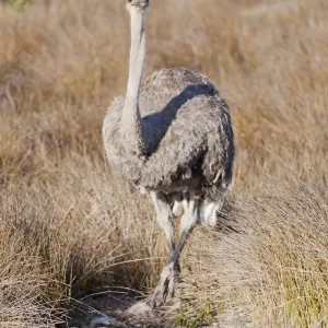 Ostrich -Struthio camelus-, Table Mountain National Park, South Africa Ostrich -Struthio camelus-, Table Mountain National Park, South Africa