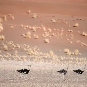 Ostrich (Stuthio camelus) Running in Desert Landscape Ostrich (Stuthio camelus) Running in Desert Landscape