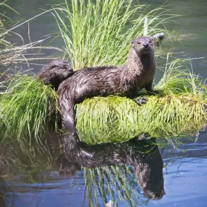 Otter mother with puppie Otter mother with puppie