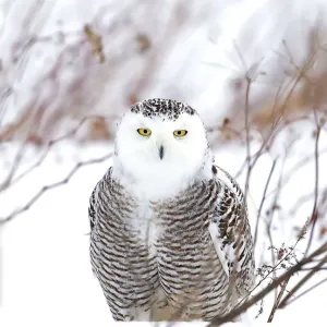 outdoor, cold, snowy, feathers, nobody, ontario, light, female, energy, wing, predator outdoor, cold, snowy, feathers, nobody, ontario, light, female, energy, wing, predator