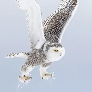 outdoor, cold, snowy, feathers, nobody, ontario, light, female, energy, wing, predator outdoor, cold, snowy, feathers, nobody, ontario, light, female, energy, wing, predator