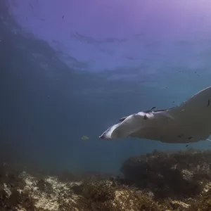 outer reef snorkel manta 3