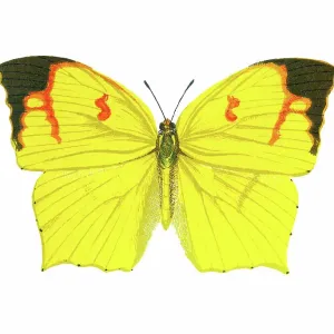 Outline of butterfly, the tailed sulphur (Dercas verhuelli)