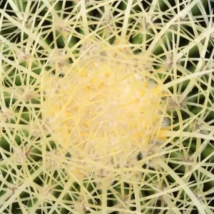 Vue d'en haut d'une chaise de belle-mère (Echinocactus grusonii). Vue d'en haut d'une chaise de belle-mère (Echinocactus grusonii).