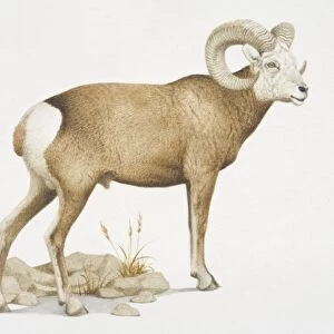 Ovis canadensis, Bighorn Sheep with curved horns