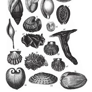 Ovula Ovum, Representatives of the Phyla Mollusca, Echindermata, Ctenophora and Arthropoda