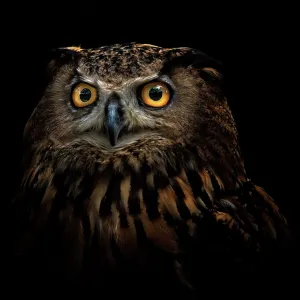 owl
