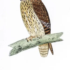 Owl bird 19 century illustration Owl bird 19 century illustration