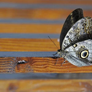 Owl butterfly -Caligo eurilochus-, South America, Central America