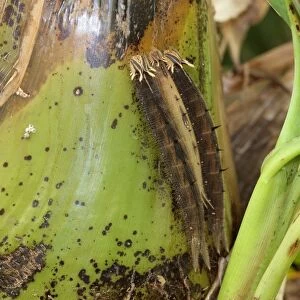 Owl -Caligo memnon-, caterpillars on a banana tree, found in South America