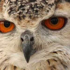 Owl eyes