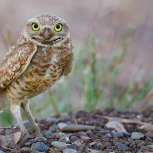 Owl in portrait Owl in portrait