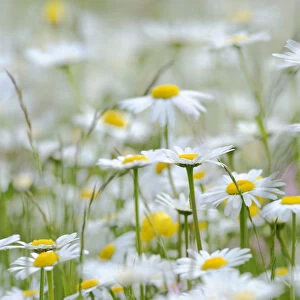 Oxeye daisies -Leucanthemum vulgare-