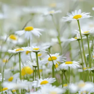 Margherite d'acqua - Leucanthemum vulgare.