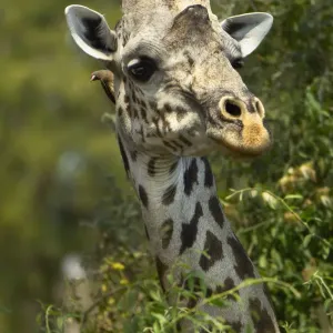 An Oxpecker peeps from behind a Giraffes head An Oxpecker peeps from behind a Giraffes head