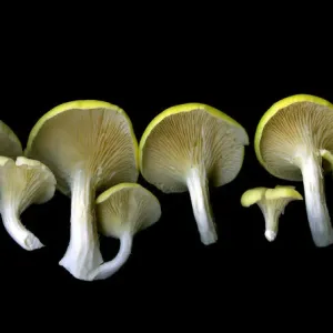 The Oyster Mushroom Line The Oyster Mushroom Line