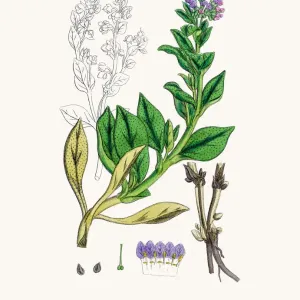 Oyster Plant Flower Print, Botanical Illustration Oyster Plant Flower Print, Botanical Illustration