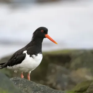 Oystercatcher Print by Anton Luhr Photography