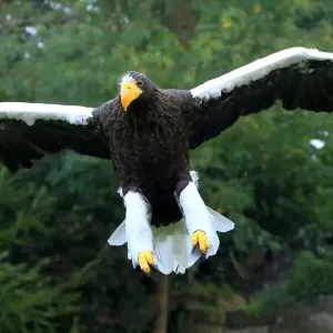 Pacific Stellers Sea Eagle In Flight Pacific Stellers Sea Eagle In Flight
