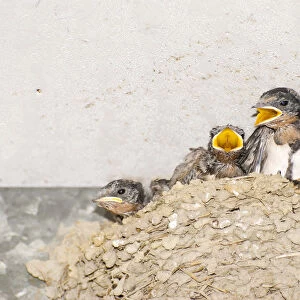 Pacific Swallow (Hirundo tahitica), young begging for food in nest under eave, Taiwan, Asia