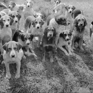 Pack of Hounds Print, 1939 Pack of Hounds Print, 1939