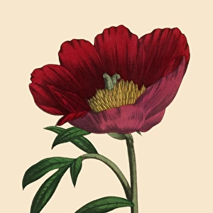 Paenoia or Peony Plant, Victorian Botanical Illustration